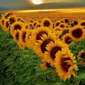 Meet your Posher, Louise